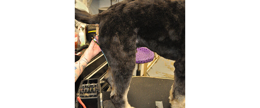 Grooming the Bernadoodle